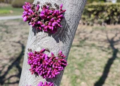 名頭紙?jiān)诜g中的應(yīng)用