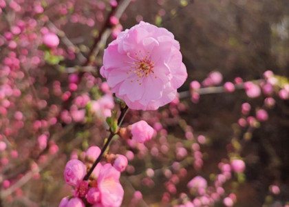 大連翻譯市場(chǎng)回暖