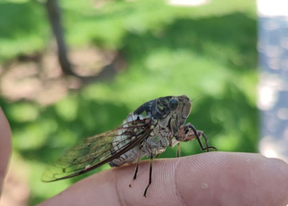 翻譯中的語法錯誤也是一種需要