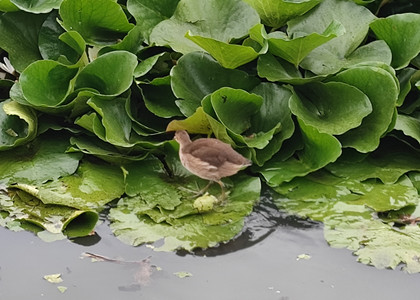 大連簽證翻譯雜談
