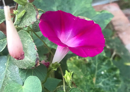 后谷歌翻譯時(shí)代下的行業(yè)走向