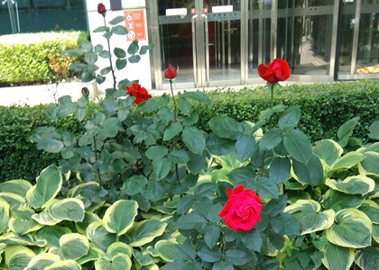 部分翻譯文件提交從大連轉(zhuǎn)移到沈陽