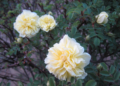 大連轉(zhuǎn)往沈陽業(yè)務(wù)的翻譯首度遇阻