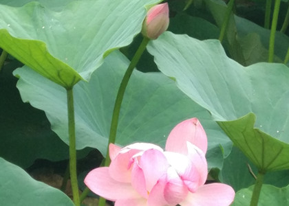 裹挾在時代洪流中的大連翻譯公司